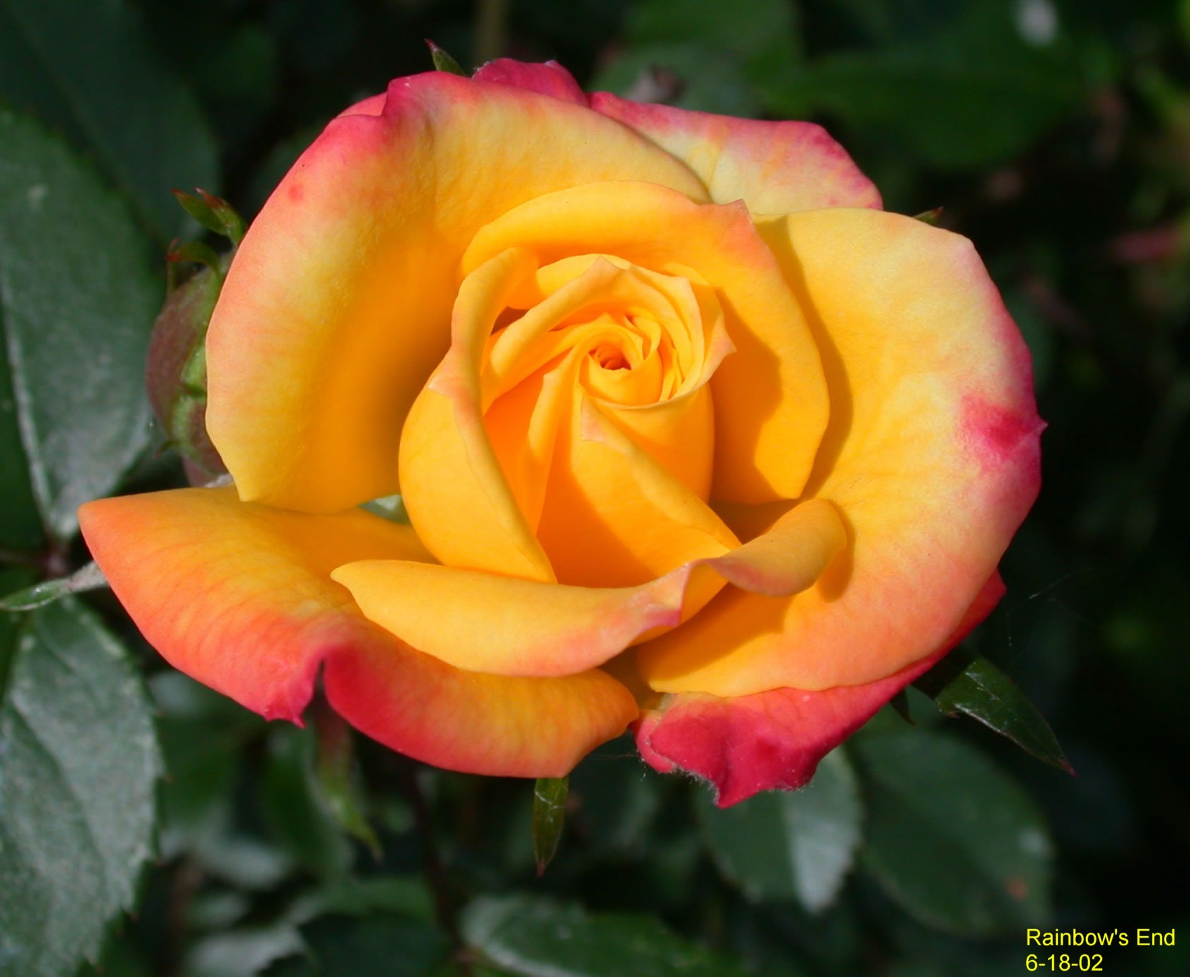 Rainbow's End_jpg - Northern RosarianNorthern Rosarian